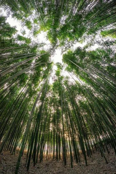 Simnidaebat bamboo forest. The famous bamboo forest in Ulsan Taehwagang River Grand Park has an extensive bamboo field covering the area between taehwa bridge and samho bridge. Ulsan, South Korea