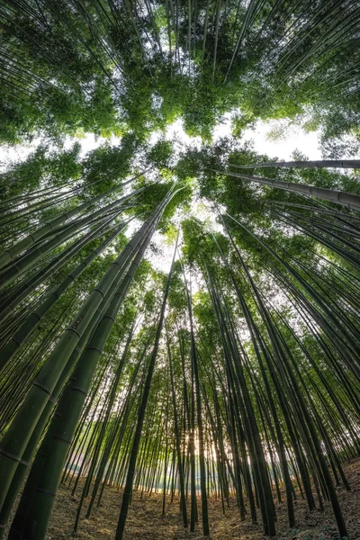 Taehwagang park Simnidaebat bambuskog — Stockfoto