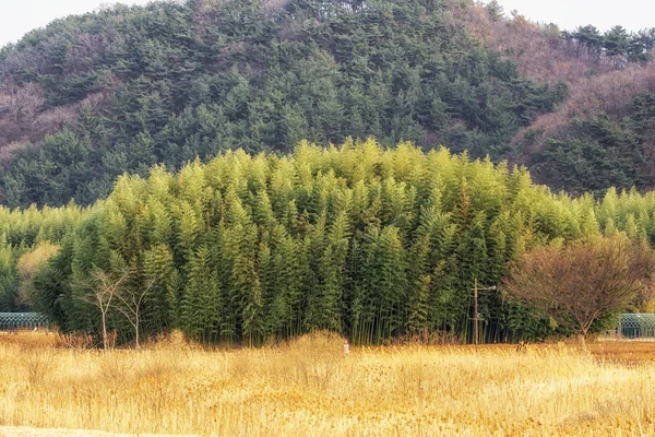 Simnidaebat Bamboebos Beroemde Bamboebos Ulsan Taehwagang Grand Rivierpark Heeft Een — Stockfoto