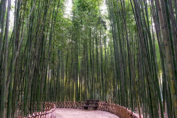 A bench in Simnidaebat bamboo forest. The famous bamboo forest in Ulsan Taehwagang River Grand Park has an extensive bamboo field covering the area between taehwa bridge and samho bridge. Ulsan, South Korea