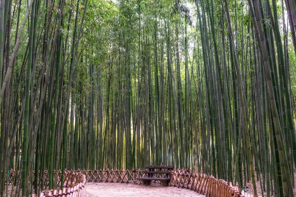 Una Panchina Nella Foresta Bambù Simnidaebat Famosa Foresta Bambù Ulsan — Foto Stock