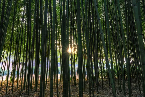 Sunset light through Simnidaebat bamboo forest. The famous bamboo forest in Ulsan Taehwagang River Grand Park has an extensive bamboo field covering the area between taehwa bridge and samho bridge. Ulsan, South Korea