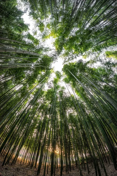 Coucher Soleil Travers Forêt Bambous Simnidaebat Célèbre Forêt Bambous Ulsan — Photo