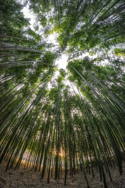 Solnedgången Ljus Genom Simnidaebat Bambuskog Berömda Bambuskog Ulsan Taehwagang Floden — Stockfoto