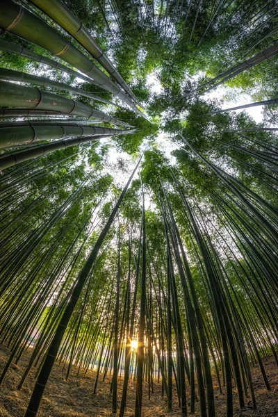 Solnedgången Ljus Genom Simnidaebat Bambuskog Berömda Bambuskog Ulsan Taehwagang Floden — Stockfoto