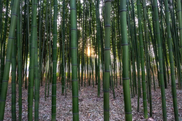 Sunset light through Simnidaebat bamboo forest. The famous bamboo forest in Ulsan Taehwagang River Grand Park has an extensive bamboo field covering the area between taehwa bridge and samho bridge. Ulsan, South Korea
