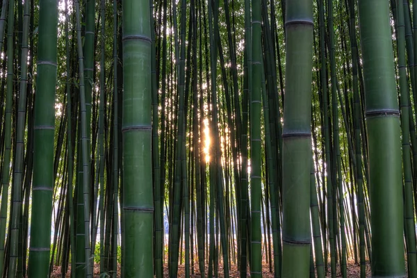 Sunset light through Simnidaebat bamboo forest. The famous bamboo forest in Ulsan Taehwagang River Grand Park has an extensive bamboo field covering the area between taehwa bridge and samho bridge. Ulsan, South Korea