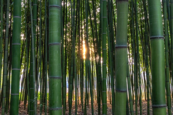 Solnedgången Ljus Genom Simnidaebat Bambuskog Berömda Bambuskog Ulsan Taehwagang Floden — Stockfoto