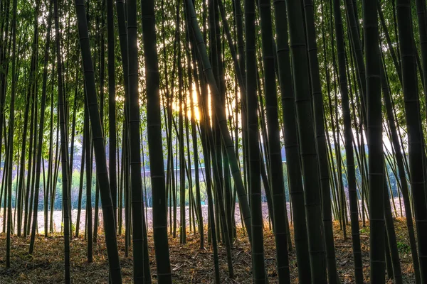 Solnedgången Ljus Genom Simnidaebat Bambuskog Berömda Bambuskog Ulsan Taehwagang Floden — Stockfoto