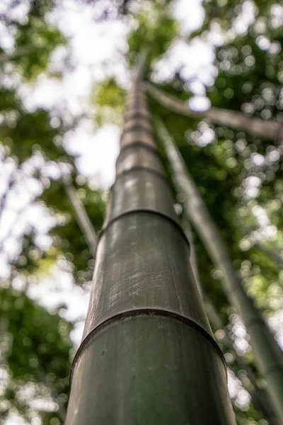 Zblízka Střílel Bambus Strom Lese Bambusu Simnidaebat Ulsan Jižní Korea — Stock fotografie