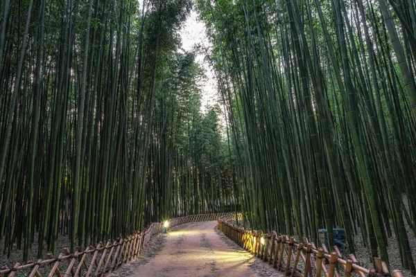 Simnidaebat foresta di bambù di notte — Foto Stock