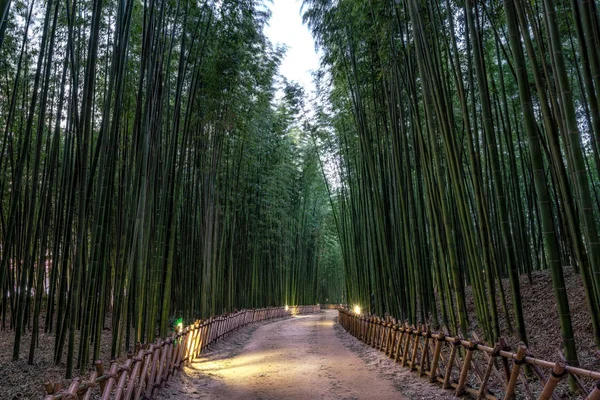 Simnidaebat bamboo forest at night