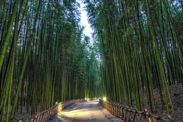 Simnidaebat bamboo forest trail at night. The famous bamboo forest in Ulsan Taehwagang River Grand Park has an extensive bamboo field covering the area between taehwa bridge and samho bridge. Ulsan, South Korea