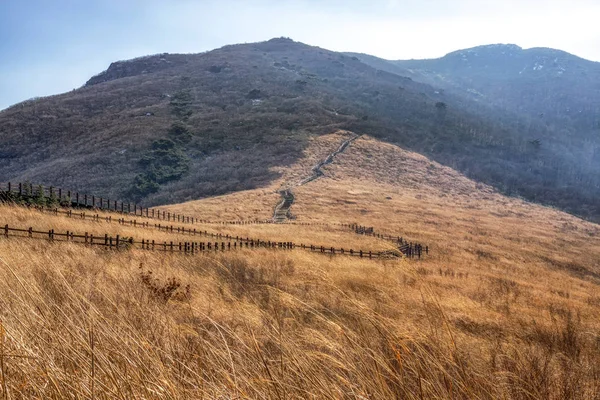 Ganwoljae Sentieri Montagna Circondati Canneti Alti Parte Youngnam Alps Nella — Foto Stock