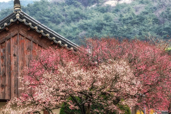 Tongdosa Temple Plum Flower Blossom Temple Architecture Background Famous Plum — Stock Photo, Image