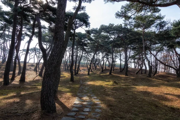 Pine tree forest in haemieupseong — Stock Photo, Image