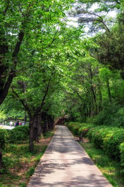 rüya orman parkında yaz sahnesi