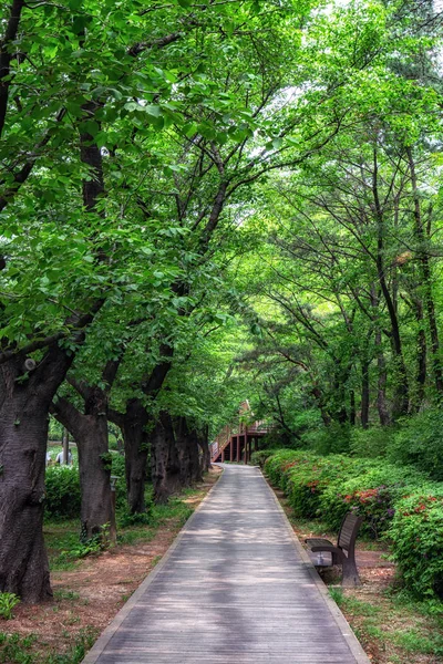 梦幻森林公园的夏季场景 — 图库照片