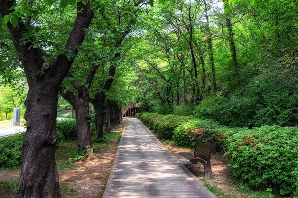 Scena estiva nel parco forestale dei sogni — Foto Stock