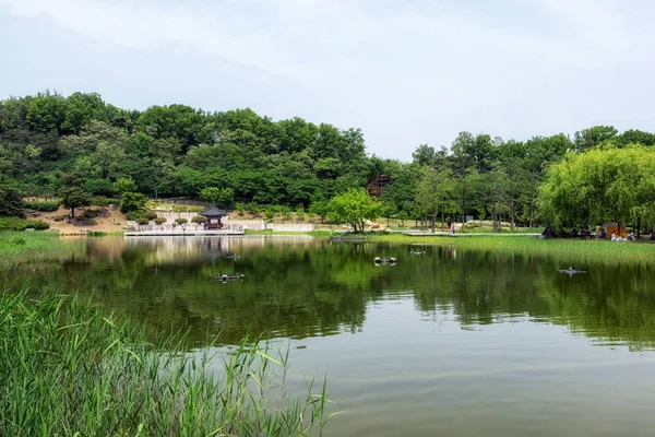 Λίμνη wolyeongji στο δάσος όνειρο seoul — Φωτογραφία Αρχείου