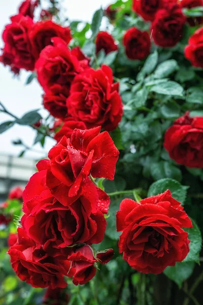 Červené růže na festivalu v Soulu — Stock fotografie