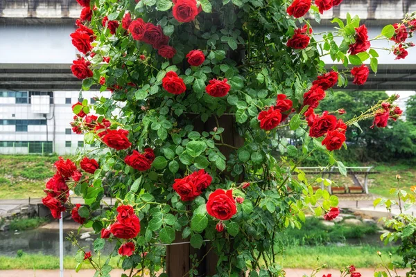 Červené růže na festivalu v Soulu — Stock fotografie