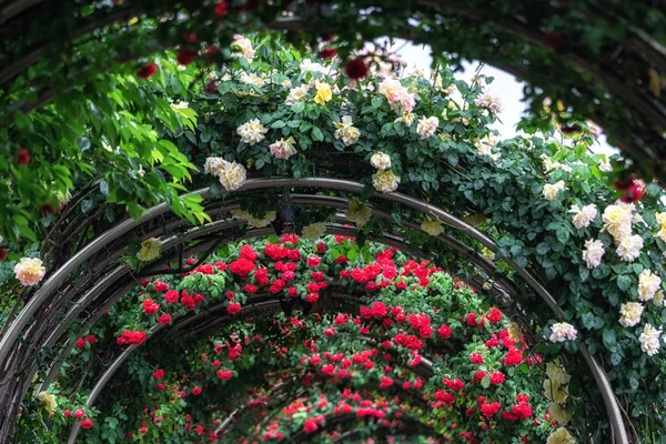 Túnel de rosas — Foto de Stock