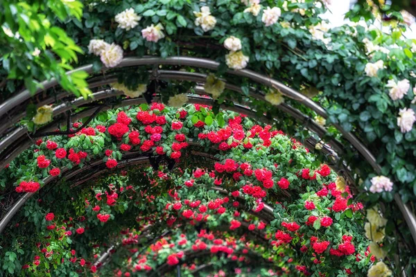 Túnel de rosas —  Fotos de Stock