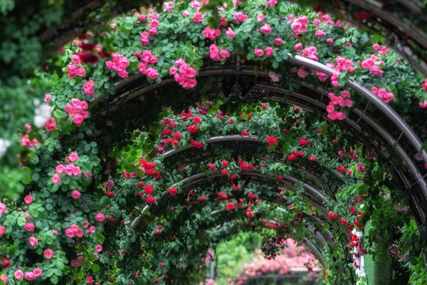 Tunnel di rose — Foto Stock