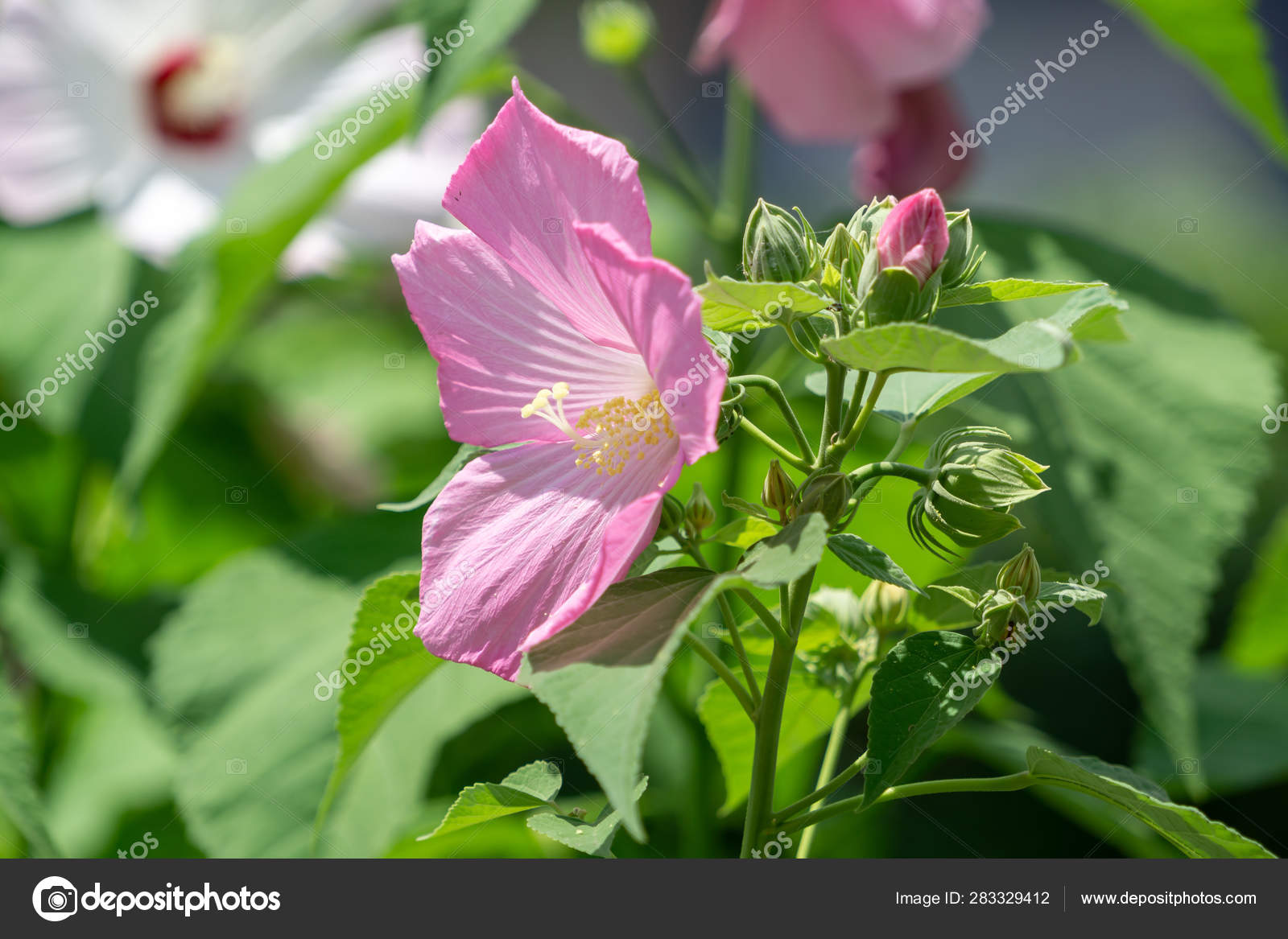 Flor nacional coreana fotos de stock, imágenes de Flor nacional coreana sin royalties | Depositphotos Flor nacional coreana fotos de stock, imágenes de Flor nacional coreana sin royalties | Depositphotos