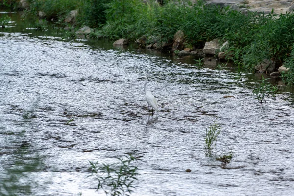 Egret 或 heron — 图库照片