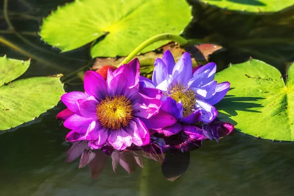 Λωτού λουλούδι στον κήπο semiwon — Φωτογραφία Αρχείου
