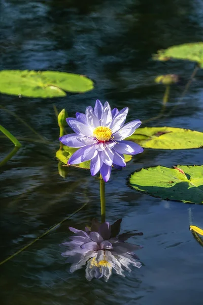 Fiore di loto in giardino semiwon — Foto Stock