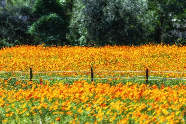 Laranja cosmos trilha jardim de água — Fotografia de Stock