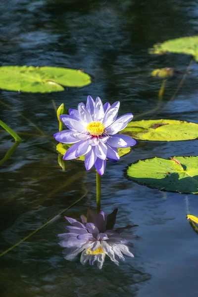 Fleur de lotus dans le jardin semiwon — Photo