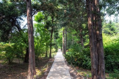 Hongneun botanik bahçesinde yaz boyunca çeşitli bitki örtüleri ve ağaçlar çekilmiş. Kore 'deki ilk botanik bahçesi olarak kabul ediliyor. Güney Kore, Seul' de..
