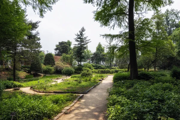 Flore Arbres Divers Hongneun Arboretum Pris Pendant Été Considéré Comme — Photo