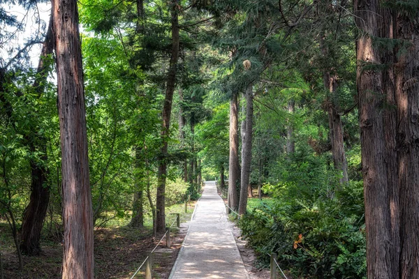 Flore Arbres Divers Hongneun Arboretum Pris Pendant Été Considéré Comme — Photo