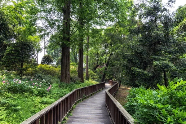 Verschiedene Pflanzen Und Bäume Hongneun Arboretum Sommer Aufgenommen Gilt Als — Stockfoto