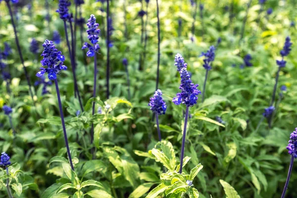 Γαλάζια Λουλούδια Φασκόμηλο Ανθίζουν Ένα Μικρό Κήπο — Φωτογραφία Αρχείου