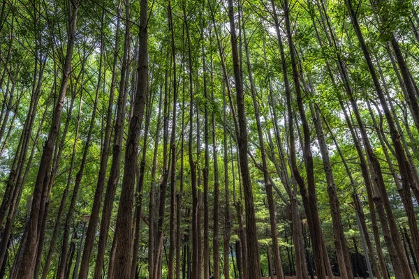 Ginkgo biloba woods forest in seoul forest park in Seoul, Korea