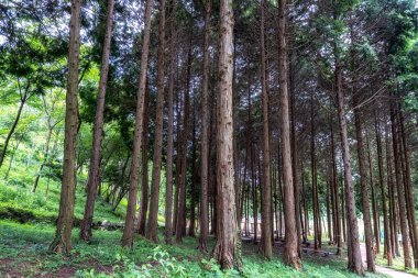 Jindo Adası Mujangye orman parkı manzaralı. Orman hinoki selvi ağaçlarıyla dolu..