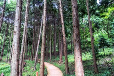 Jindo Adası Mujangye orman parkı manzaralı. Orman hinoki selvi ağaçlarıyla dolu..