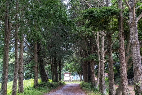 通往南韩金多Ssangyesa寺庙的Ullimsanbangro公路 这条路被银杏树环绕着 — 图库照片