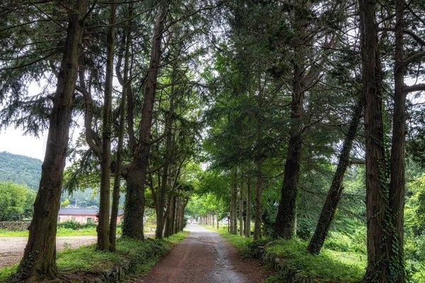 Ullimsanbangro Weg Leidt Naar Ssangyesa Tempel Jindo Zuid Korea Weg — Stockfoto