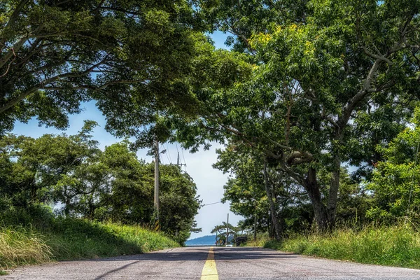 Een Kleine Weg Omringd Door Hoge Kronkelende Bomen Jindo Island — Stockfoto