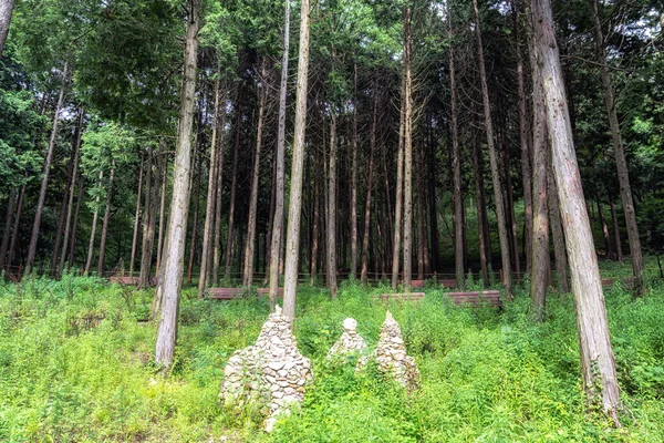 Jindo Island Mujangye Skog Spår Park Utsikt Skogen Fylld Med — Stockfoto