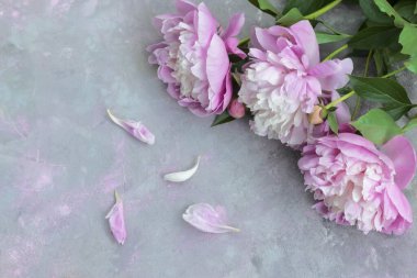 Beton gri bir zemin üzerinde üç pembe beyaz şakayık ve taç yaprakları.