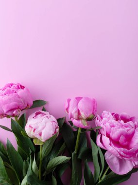 Pembe arka planda şakayıklar. Uzayı kopyala Üst görünüm.