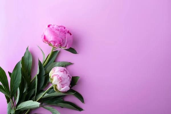 Pembe arka planda şakayıklar. Uzayı kopyala Üst görünüm.